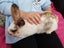Baby Rabbit Carousel 4