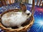 Baby Rabbit Carousel 2