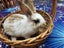 Baby Rabbit Carousel 5