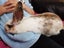 Baby Rabbit Carousel 8