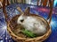 Baby Rabbit Carousel 7