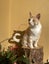 Loving Family Cat needs a new forever home Carousel 5