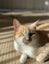 Loving Family Cat needs a new forever home Carousel 7