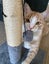 Loving Family Cat needs a new forever home Carousel 3