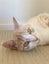 Loving Family Cat needs a new forever home Carousel 4