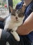 One of Those Special Cats • Read Description • Auckland Carousel 1