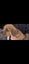 Rottweiler and Bully Mastiff puppies Carousel 4