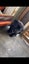 Rottweiler and Bully Mastiff puppies Carousel 3