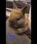 Netherland dwarfs and jersey woolies Carousel 2