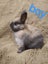 Netherland dwarfs and jersey woolies Carousel 3