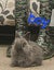 Netherland dwarfs and jersey woolies Carousel 4