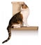 SmartCat Sky Climber Wall Mounted Cat Scratching Post Carousel 1