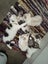 Ragdoll x 6 months old cats Carousel 1