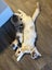 Ragdoll x 6 months old cats Carousel 3
