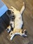 Ragdoll x 6 months old cats Carousel 4