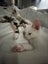 Ragdoll x 6 months old cats Carousel 5