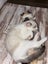 Ragdoll x 6 months old cats Carousel 10