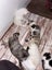 Ragdoll x 6 months old cats Carousel 9