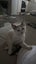 Ragdoll x 6 months old cats Carousel 8