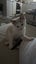 Ragdoll x 6 months old cats Carousel 7