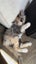 Ragdoll x 6 months old cats Carousel 11