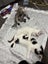 Ragdoll x 6 months old cats Carousel 14