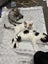 Ragdoll x 6 months old cats Carousel 13