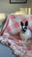 Netherland dwarf rabbit Carousel 3