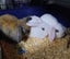 Rabbits and Guinea Pigs Carousel 1