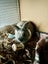 Bella Bunny Carousel 4