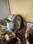 Bella Bunny Carousel 1