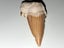 Large shark tooth fossil Carousel 3