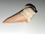 Large shark tooth fossil Carousel 4