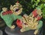 Antique Foo Dog Pair: Sangcai style Carousel 2