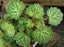 Saxifraga Mother of Thousands Strawberry Begonia Carousel 1