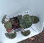 Saxifraga Mother of Thousands Strawberry Begonia Carousel 2