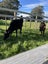 2 x Angus Friesian Heifers Carousel 1