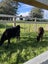2 x Angus Friesian Heifers Carousel 2