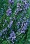 Rosemary Rosy : Aromatic flavour, Perennial, Ornamental, Medicinal. Min 100+ sds Carousel 1