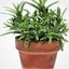 Rosemary Rosy : Aromatic flavour, Perennial, Ornamental, Medicinal. Min 100+ sds Carousel 2
