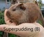 Baby Guinea Pigs (Napier) Carousel 11