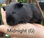 Baby Guinea Pigs (Napier) Carousel 8