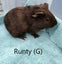 Baby Guinea Pigs (Napier) Carousel 5