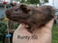 Baby Guinea Pigs (Napier) Carousel 6