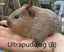 Baby Guinea Pigs (Napier) Carousel 10