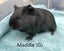 Baby Guinea Pigs (Napier) Carousel 3