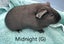 Baby Guinea Pigs (Napier) Carousel 7
