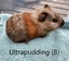 Baby Guinea Pigs (Napier) Carousel 9