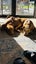 free dogs rehome Carousel 3