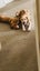free dogs rehome Carousel 5